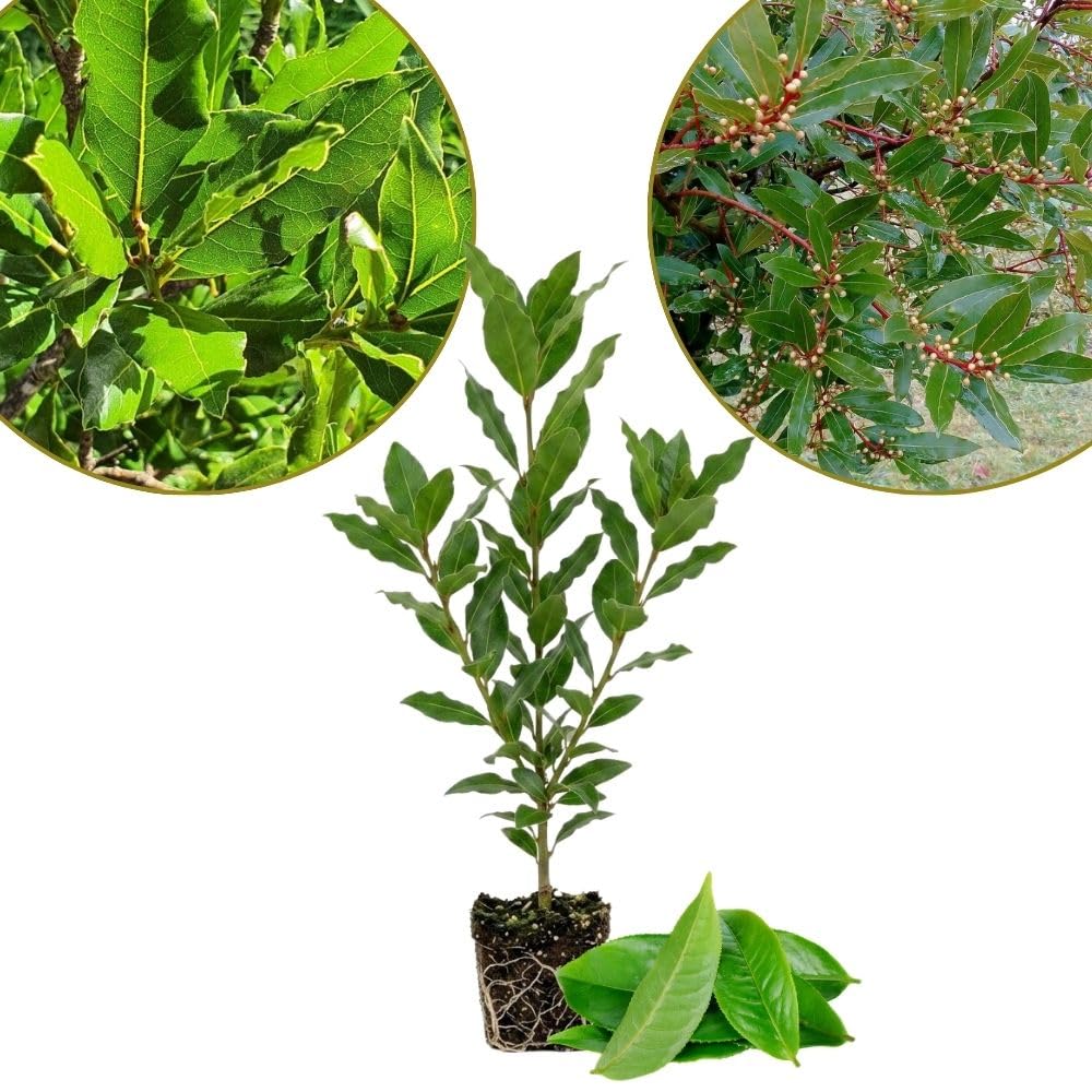 Set 2 Laurus Nobilis Bay Leaf Live Plant 4"