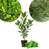 Set 2 Laurus Nobilis Bay Leaf Live Plant 4"