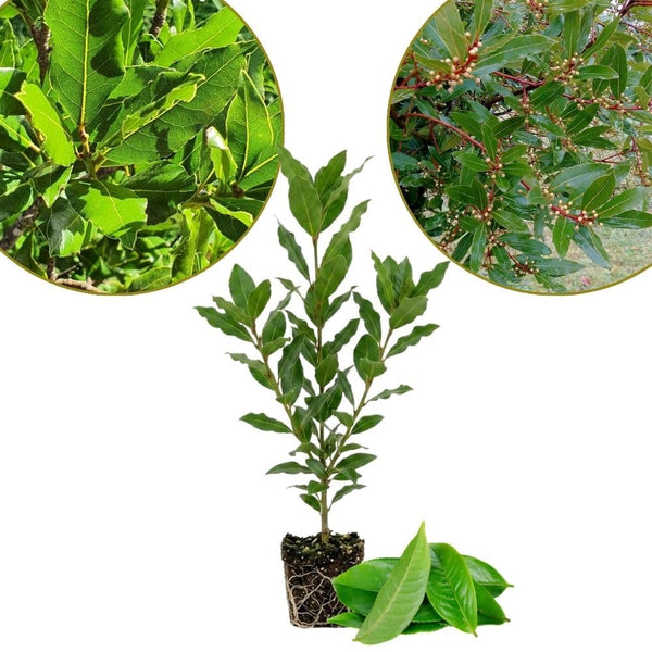 Set 2 Laurus Nobilis Bay Leaf Live Plant 4"