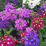 4 Mix Verbena Plants Live 4-7 Inch Tall
