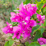 Pink Bougainvillea Plant Live, Patio Flower Vine, 4-6 Inch Tall, 4" Pot