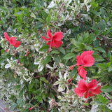Pack 2 White Red Hibiscus Plant Live 4-7 Inch Tall