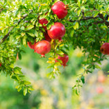Live Pomegranate Plant, Fruit Tree, 8-10 Inch Tall, 4 Inch Pot