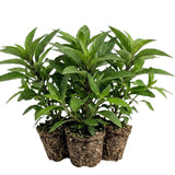 6 Mixed Petunia Live Plants, Hardy Garden Plant, 5-7 Inch Tall