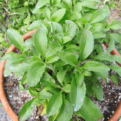 2 Live Stevia Plants, Outdoor Garden Plant, 4-6 Inch Tall