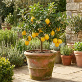 Grafted Meyer Lemon Tree, Meyer Lemon Fruit Plant, 2 Ft Tall, 1 Gallon Pot