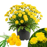 Yellow Dandelion Plant Live, Herb Plant, 4-6 Inch Tall, 4 Inch Pot