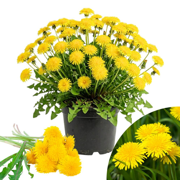 Yellow Dandelion Plant Live, Herb Plant, 4-6 Inch Tall, 4 Inch Pot