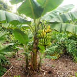 Dwarf Cavendish Banana Tree, Sweet Fruit Tree, 4-8 Inch Tall, 4 Inch Pot