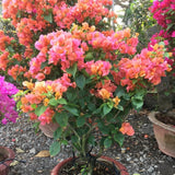 2 Orange Bougainvillea Live Plants, Patio Container Plant, 5-7 Inch Tall