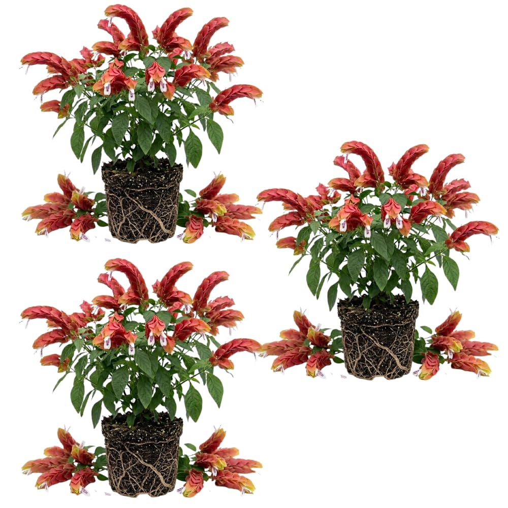 3 Red Shrimp Plants Live, Vibrant Flower Starter Plant, 4-7 Inch Tall