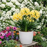 Yellow Clivia Plant Live, Flower Houseplant, 6 Inch Pot