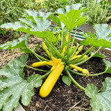 2 Yellow Live Zucchini Plants, Vegetable Plant, 4-6 Inch Tall, 4 Inch Pot