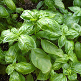 Sweet Basil Herb Live Plant, Fresh Culinary Herb, 4 Inch Tall, 4 Inch Pot