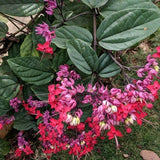 Set 3 Red Bleeding Heart White Plants Live 4-6 Inch Tall