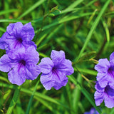 6 Purple Petunia Live Plants, Patio Container Plant, 5-7 Inch Tall