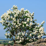 2 Purple Lilac Plants Live, Flower Bush, 4-6 Inch Tall, 4 Inch Pot