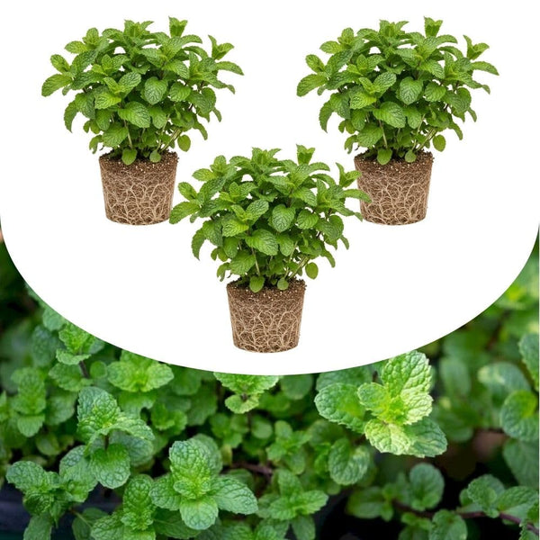 Set 3 Mojito Mint Live Plant 3 to 6 Inch Tall