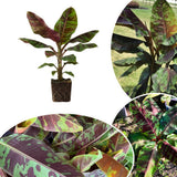 Zebrina Banana Plant Live, Starter Plant, 4-6 Inch Tall