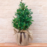 Sweet Bay Leaf Tree Plant Live, Bay Laurel Herb, 8-12 Inch Tall