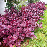 4 Ruby Alternanthera Plants Live, Colorful Foliage for Beds, 3-6 Inch Tall