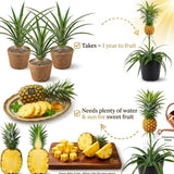 2 Pineapple Live Plants, Well-Rooted Fruit Plant, 4-6 Inch Tall