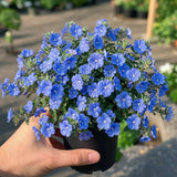 2 Evolvulus Live Plants, Flower Plant, 4-6 Inch Tall