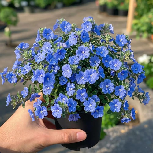 2 Evolvulus Live Plants, Flower Plant, 4-6 Inch Tall