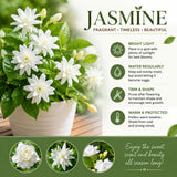 Jasmine Vine Live Plant, Flower Vine, 8-10 Inch Tall, 3.5 Inch Pot