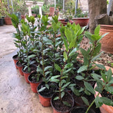 2 Laurus Nobilis Trees Live Plants, Sweet Bay Leaf Herb, 4-6 Inch Tall