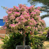 White Pink Bougainvillea Live Plant, Vine Plant, 6-8 Inch Tall, 4 Inch Pot