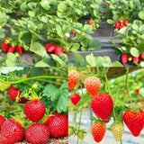 2 Red Strawberry Live Plants, Outdoor Garden Berry Plant, 4-6 Inch Tall