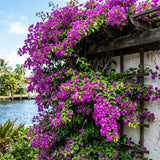 2 Purple Bougainvillea Plants Live, Rooted Vine Starter, 4-7 Inch Tall