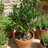 Bay Laurel Live Plant, Laurus Nobilis Plant, 10-12 Inch Tall