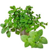 2 Peppermint Plants Live, Fragrant Culinary Herb, 4-5 Inch Tall