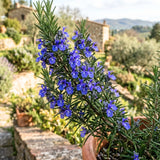 3 Blue Rosemary Plants Live, Rosemary Herb Plant, 4-7 Inch Tall