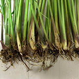 5 Lemongrass Plants Live, Easy Grow Garden Seeds
