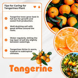 Grafted Sweet Tangerine Tree Plant 2-3 Feet Tall