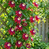 2 Red Passion Flower Live Plants, Patio Container Plant, 4-7 Inch Tall