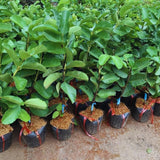 Strawberry Guava Tree Live Plant, Orchard Tree, 4-6 Inch Tall