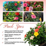 Set 3 Mix Hibiscus Live Plants, Assorted Hibiscus Plant, 4–6" Tall