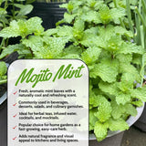 3 Mojito Mint Plants Live, Well-Rooted Herb Plant, 3-5 Inch Tall