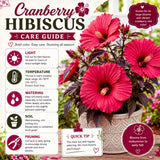2 Hardy Cranberry Hibiscus Plant Live, Tropical Flower Shrub, 4-6" Tall