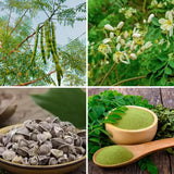 50 Heirloom + Moringa Seeds, Live Starter Plant