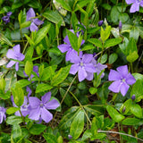 Blue Vinca Periwinkle Vine Live, Hardy Perennial Flower Plant, 4 Inch Pot