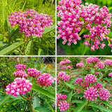 2 Pink Milkweed Live Plants, Asclepias Tuberosa Plant 4–6" Tall