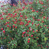 Red Chiltepin Pepper Plants Live, 4-7 Inch Tall, 4 Inch Pot