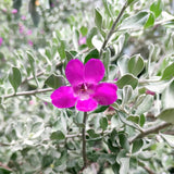 4 Silverleaf Texas Salvia Sage Bushes, Indoor Outdoor Flower, 4-6 Inch Tall