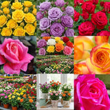 Miniature Live Rose Plant, Hardy Rose Plant, 3-5 Inch Tall, 3.5 Inch Pot