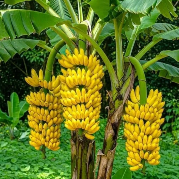 Tiny Banana Live Plant, Starter Plant, 4-6 Inch Tall